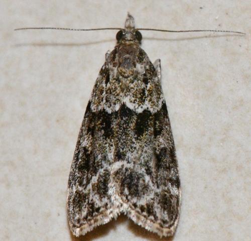 Eudonia mercurella